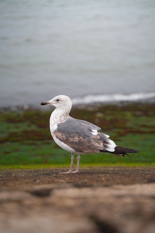 Seagull Standing on the Beach