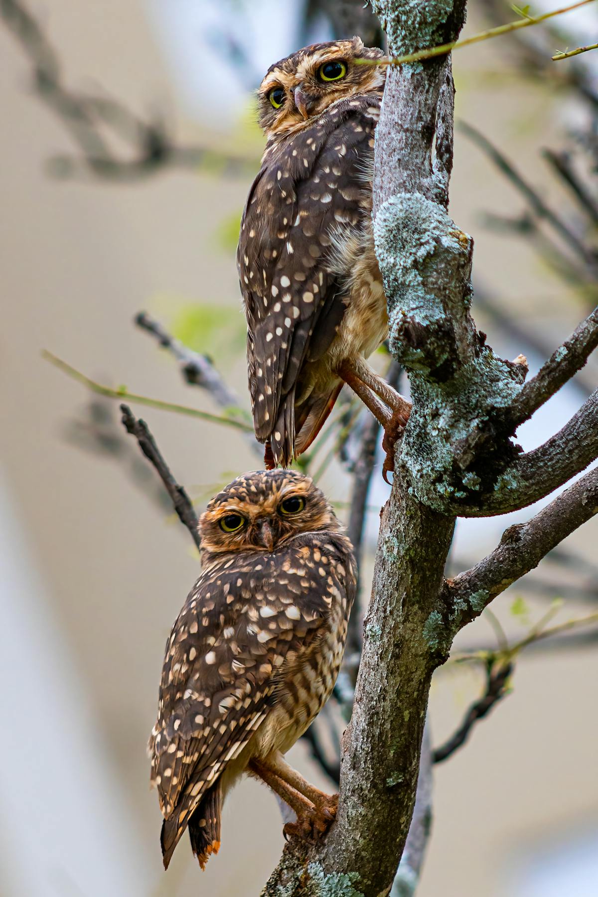 Cute Owls Photos, Download The BEST Free Cute Owls Stock Photos & HD Images