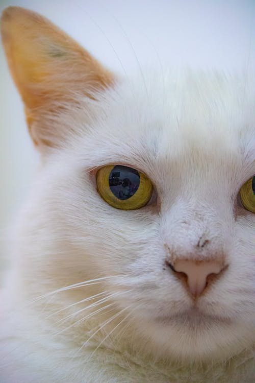 Close-up of a White Cat with Yellow Eyes 