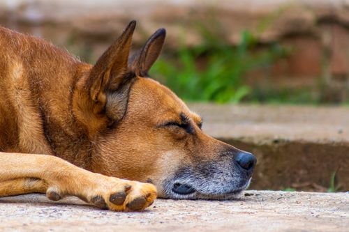 Free A peaceful close-up of a dog sleeping on the ground, showcasing relaxation. Stock Photo