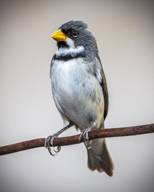 Gratis stockfoto met detailopname, dierenfotografie, dubbelkraagzaadeter