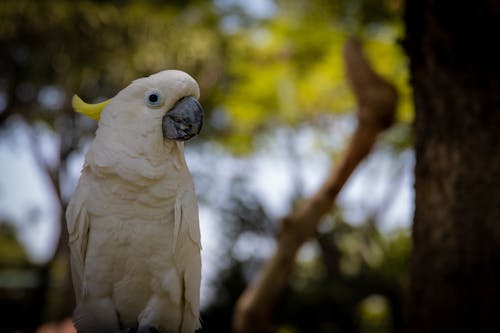 Photography of a White Parrot