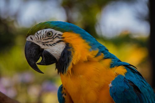 コンゴウインコのクローズアップ写真