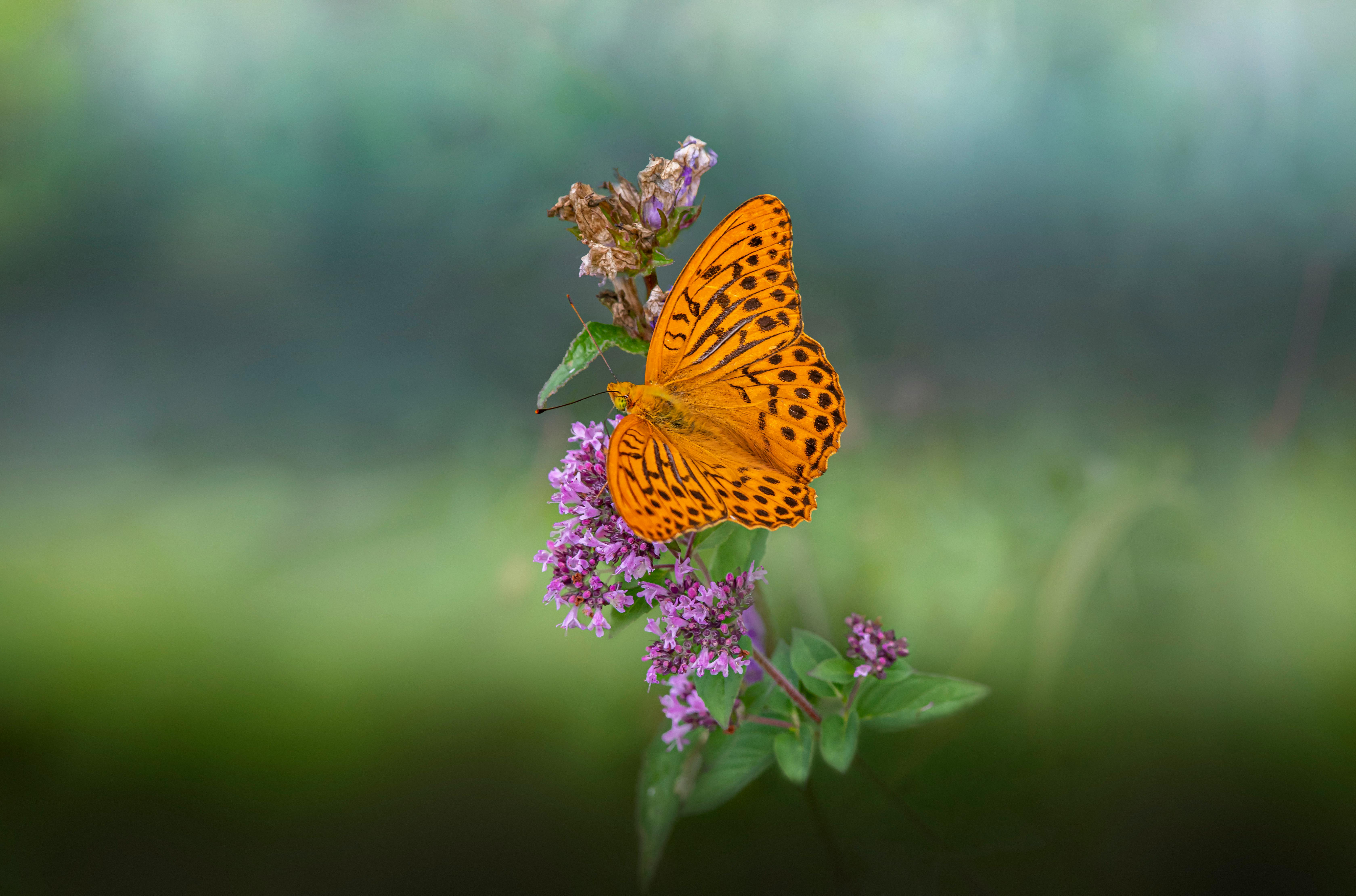 Stunning close-up of a silver-washed fritillary butterfly on vibrant purple flowers.