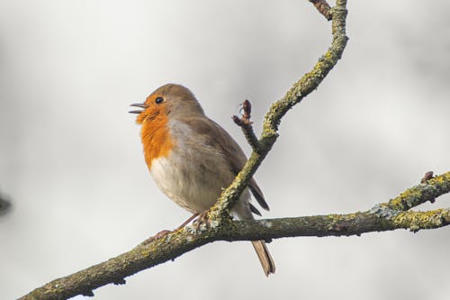 Close-up of a Robin Sitting on a Tree Branch 