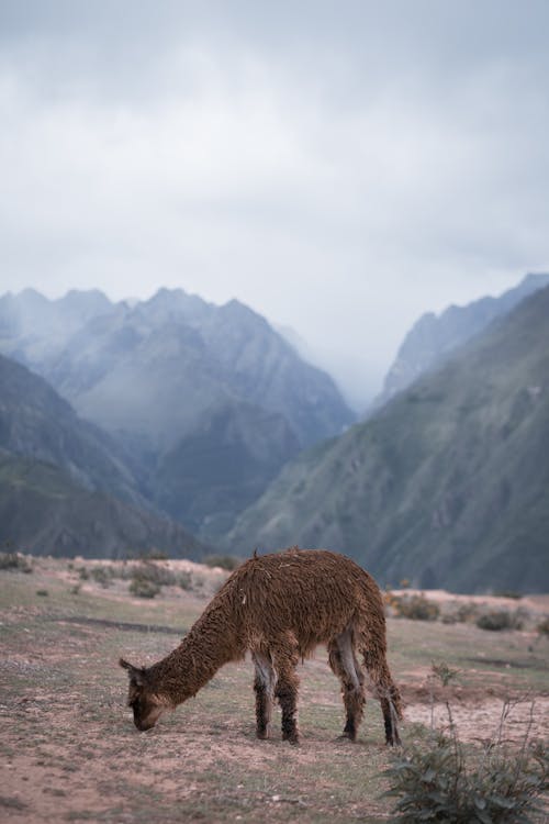 View of an Alpaca Standing on a Mountain Peak 