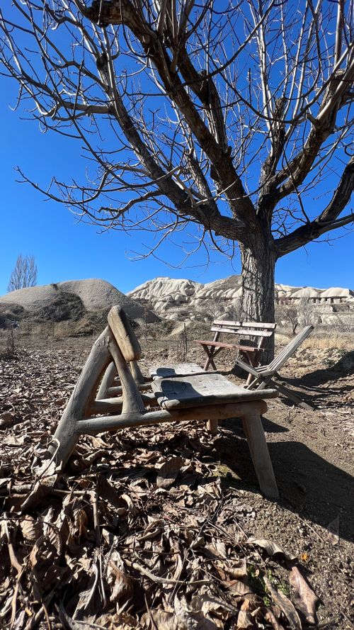 Free stock photo of autumn trees, cappadocia, turkey Stock Photo