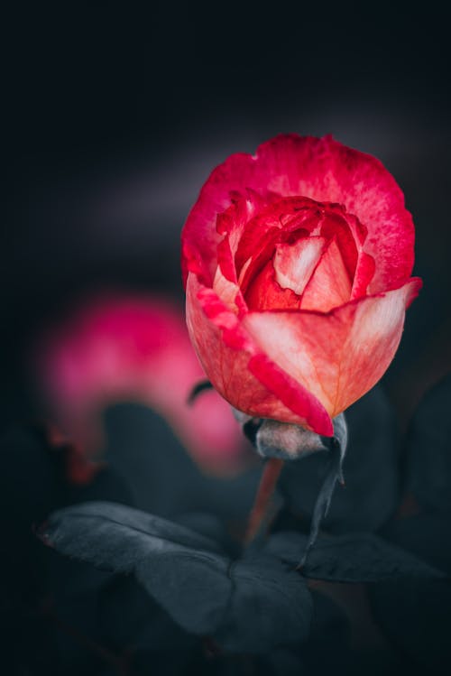 คลังภาพถ่ายฟรี ของ การเจริญเติบโต, ความงาม, ดอกกุหลาบสีชมพู