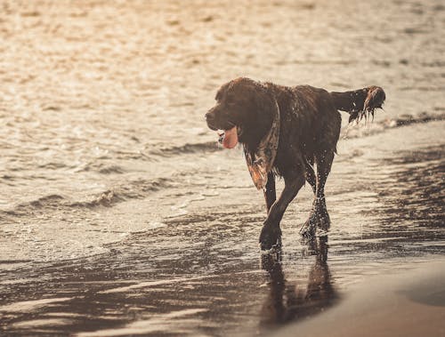 Foto profissional grátis de amante de cães, cachorro, cão correndo