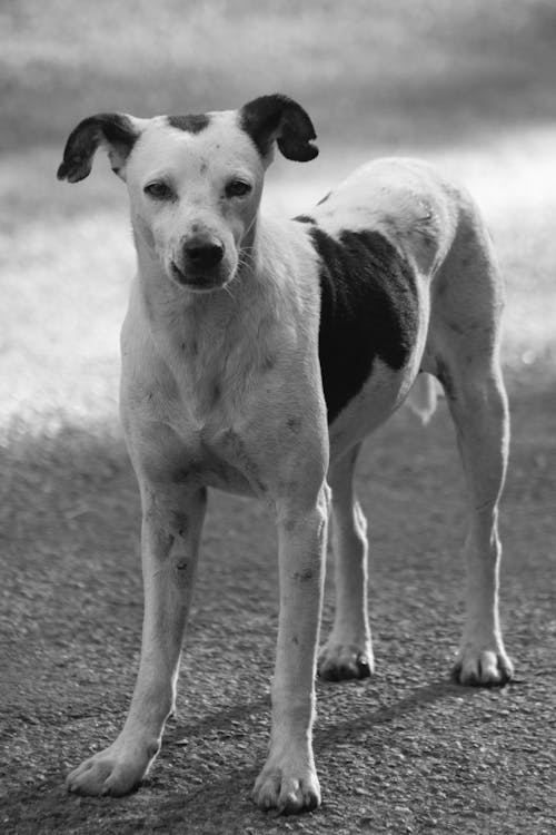 Imagine de stoc gratuită din alb-negru, animal de casă, câine