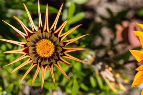 Free Detailed top view of a sunlit Gazania flower showcasing vibrant petals and intricate patterns. Stock Photo