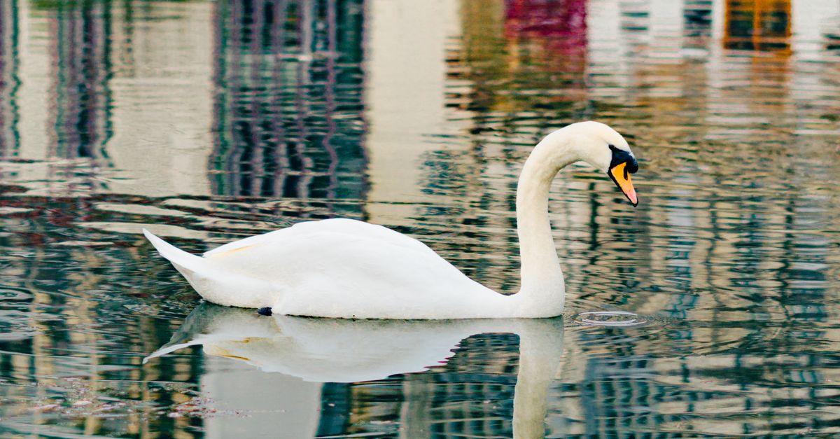 Swan Reflecting in River · Free Stock Photo