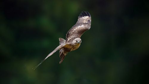 Free A stunning close-up of a hawk soaring gracefully in flight with wings spread wide. Stock Photo