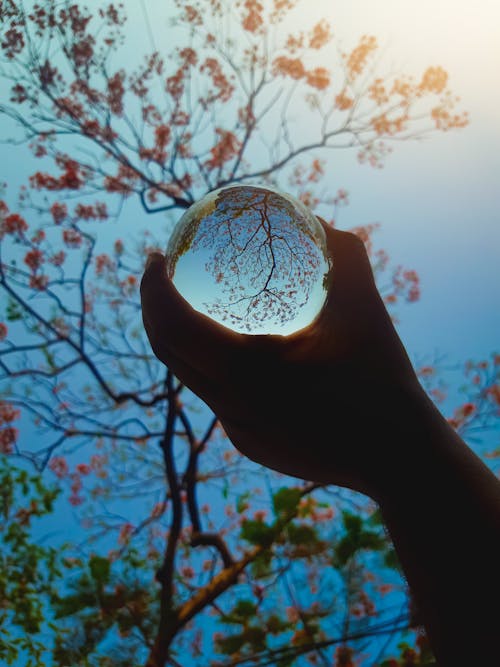 Glass Ball with Upside Down Tree Reflection 