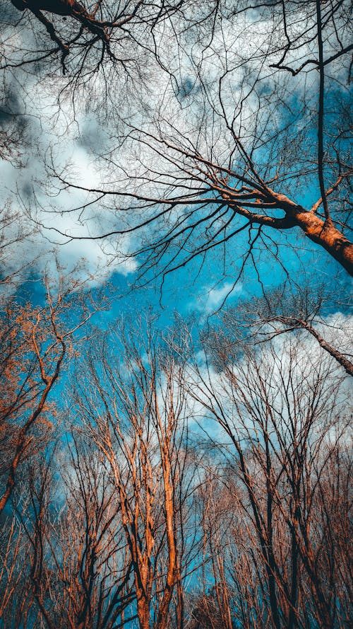 Low Angle Shot of Leafless Tree Branches against Blue Sky with White Clouds 