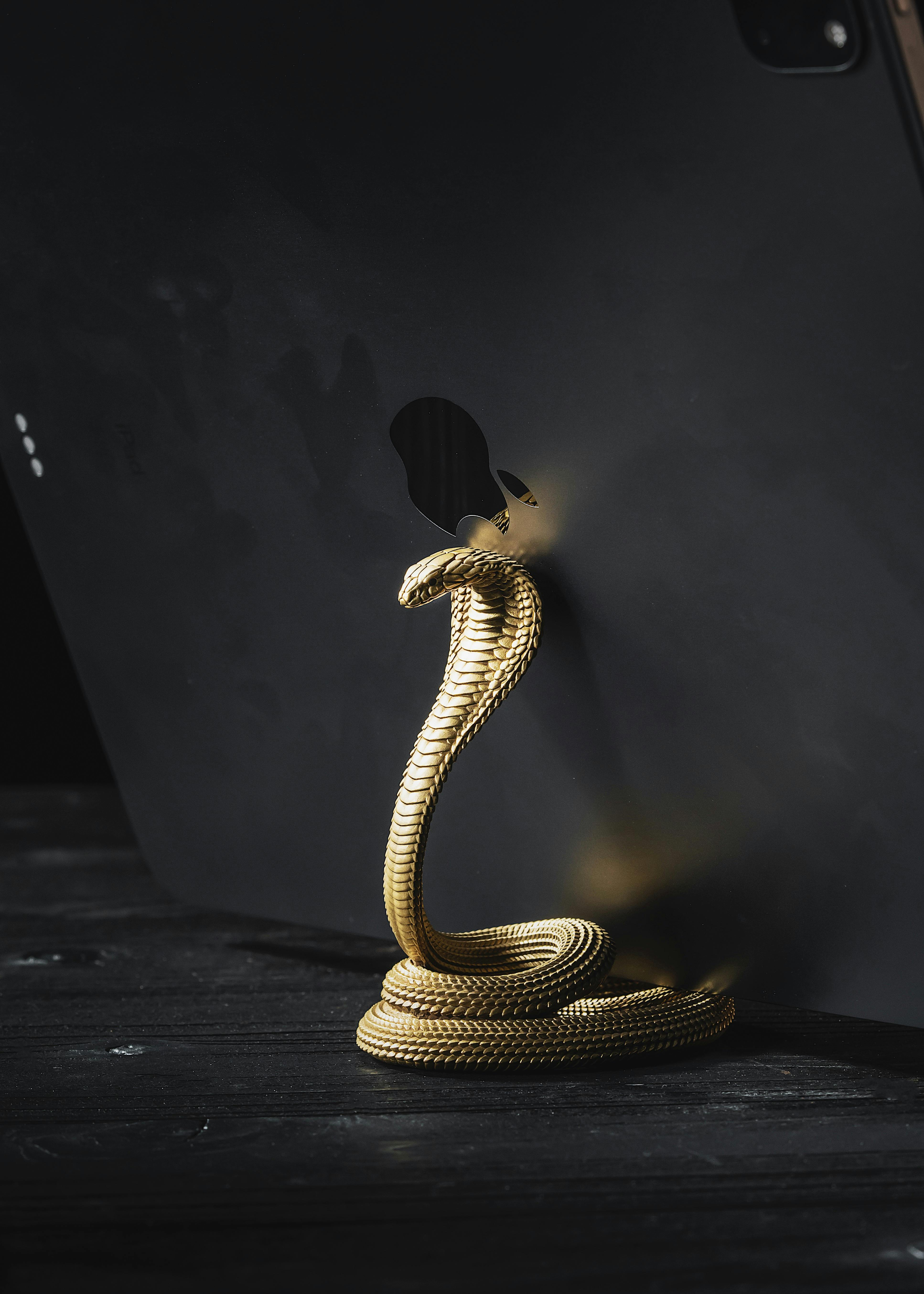 bezplatná Základová fotografie zdarma na téma dekor, design, design kobry Základová fotografie