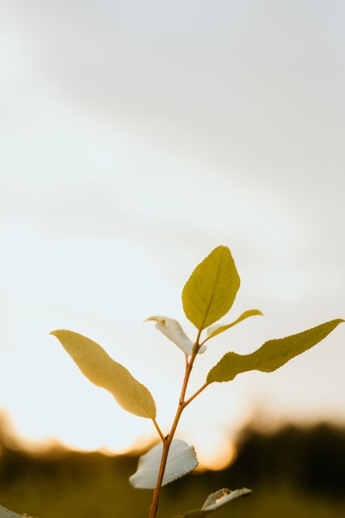 Free A close-up shot of a plant branch silhouetted against a warm sunrise sky, capturing natural growth. Stock Photo