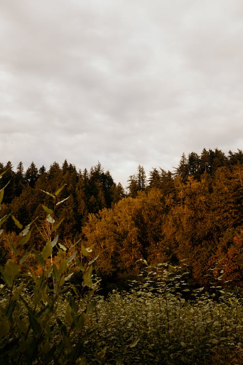 Clouds over Forest in Autumn