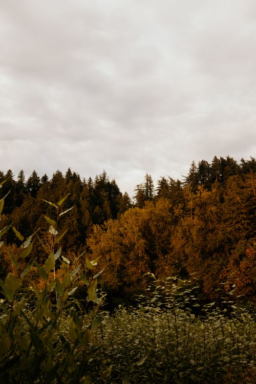 Free A serene view of a dense forest with overcast skies, ideal for nature themes. Stock Photo