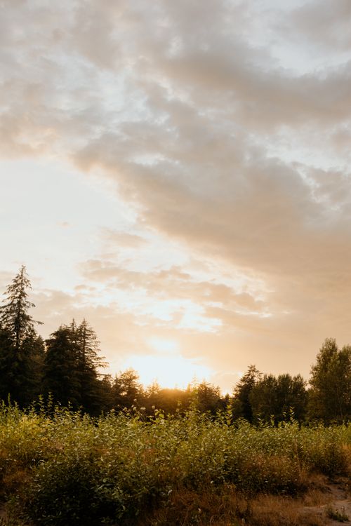 Free A gentle sunrise casts warm light over a tranquil forest, creating a serene and peaceful atmosphere. Stock Photo
