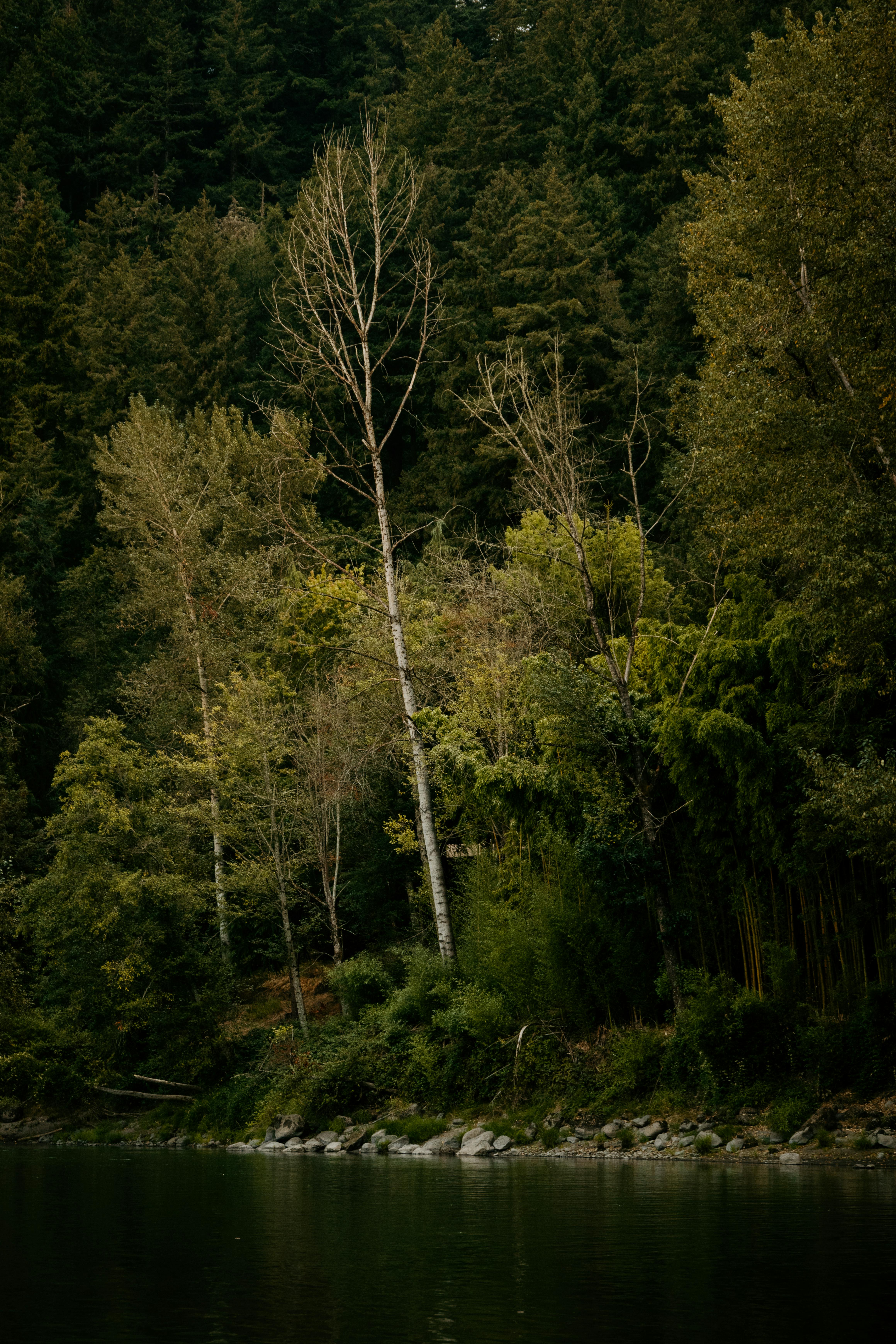 Tranquil riverside forest scene with lush green trees under soft summer light.