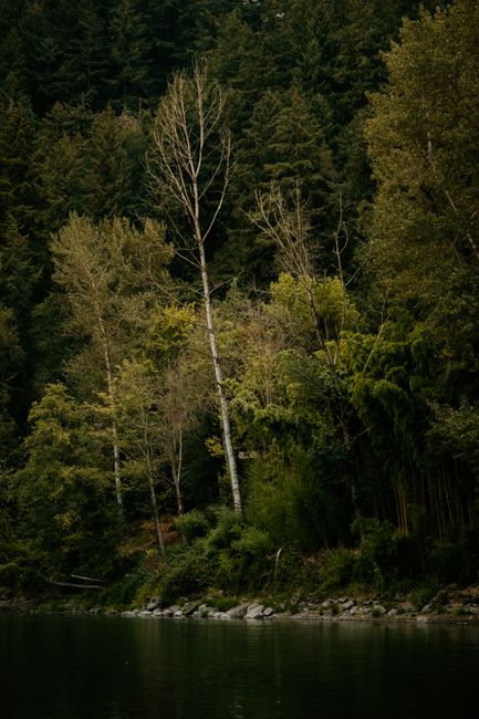 Tranquil riverside forest scene with lush green trees under soft summer light.