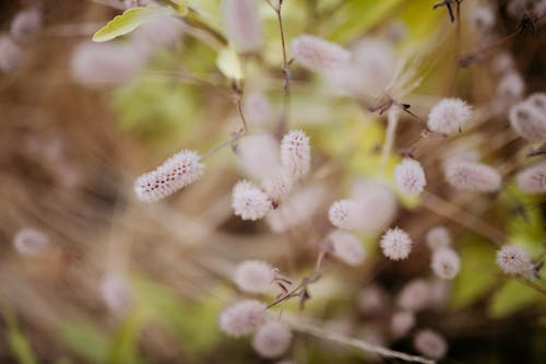 Foto d'estoc gratuïta de arbust, branca, flors