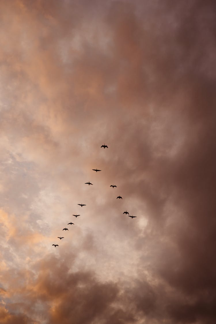 Silhouettes Of Birds Flying In V Formation In The Sky