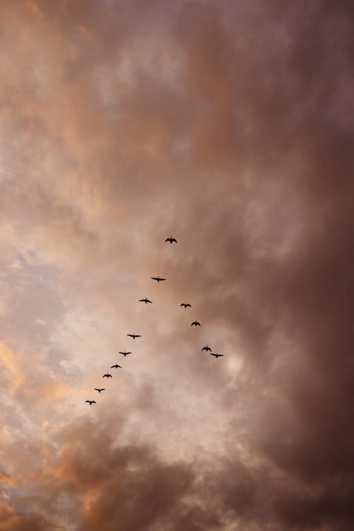 Free A flock of birds forming a V silhouette against a dramatic sunset sky with clouds. Stock Photo