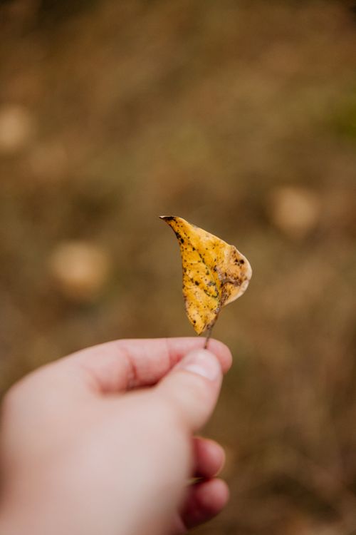 Free Detailed shot of a hand holding a small yellow autumn leaf. Stock Photo