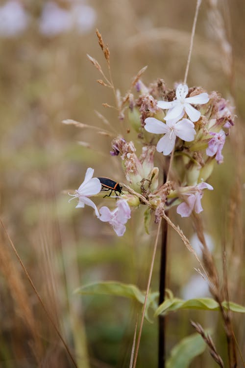 Close-up Photo of a Flower with an Insect in the Meadow