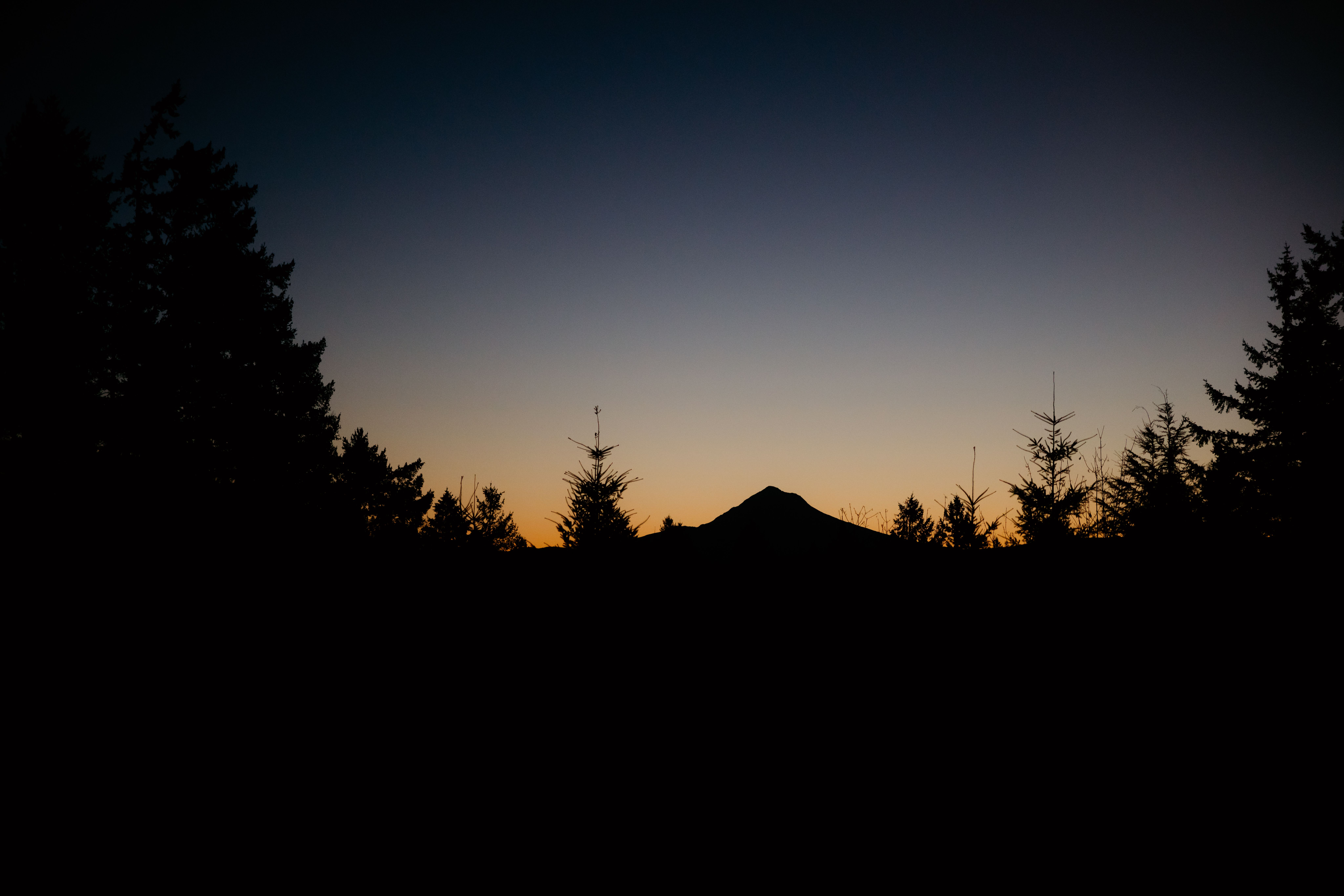Forest Silhouette at Sunset · Free Stock Photo