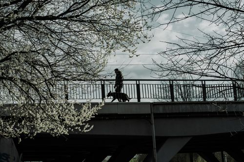 Free A person walks their dog across a bridge, framed by blooming spring trees and a cloudy sky. Stock Photo
