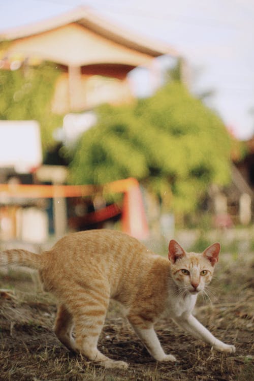 Close up of Cat