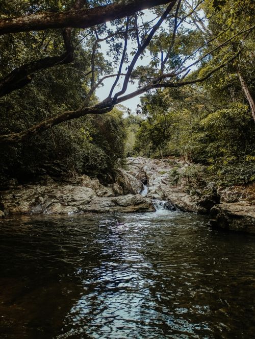 Free Peaceful stream flowing through a lush forest with rocks and trees. Stock Photo