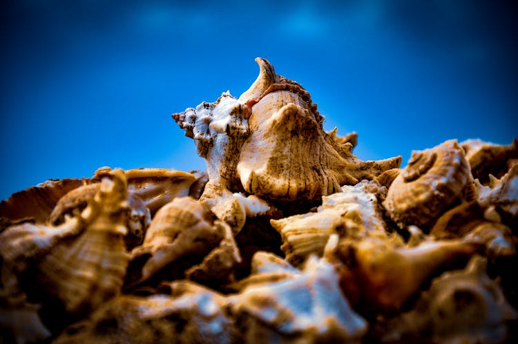 Close-up Photo Of Brown Conches