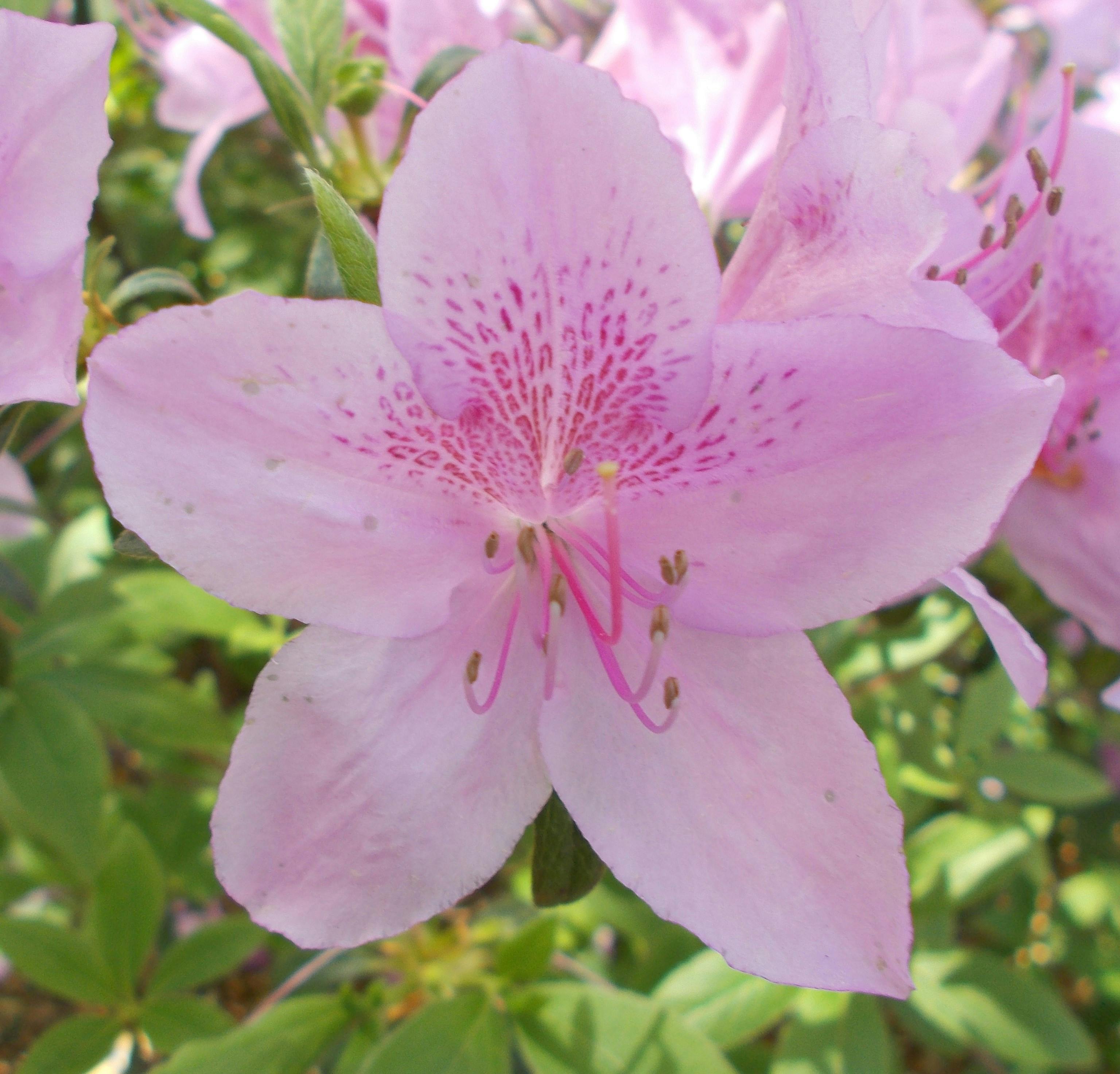 pexels-pixabay-15982