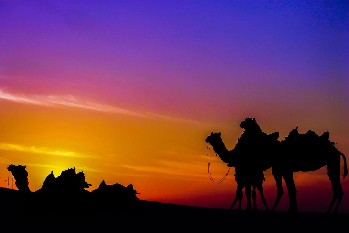 Free stock photo of camels, colours, desert