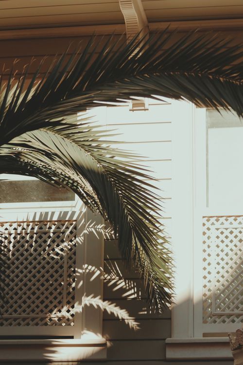 Free A serene still of palm leaves casting shadows on a sunlit building wall. Stock Photo