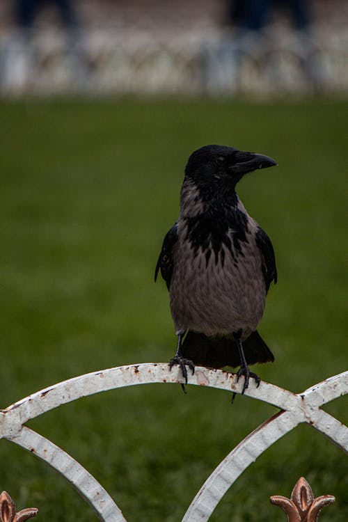 Crow on Bars