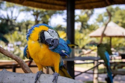 枝にとまるコンゴウインコのクローズアップ写真