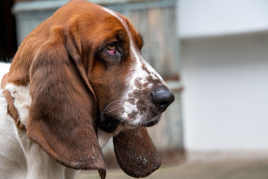 Close-up of a Basset Hound with long floppy ears