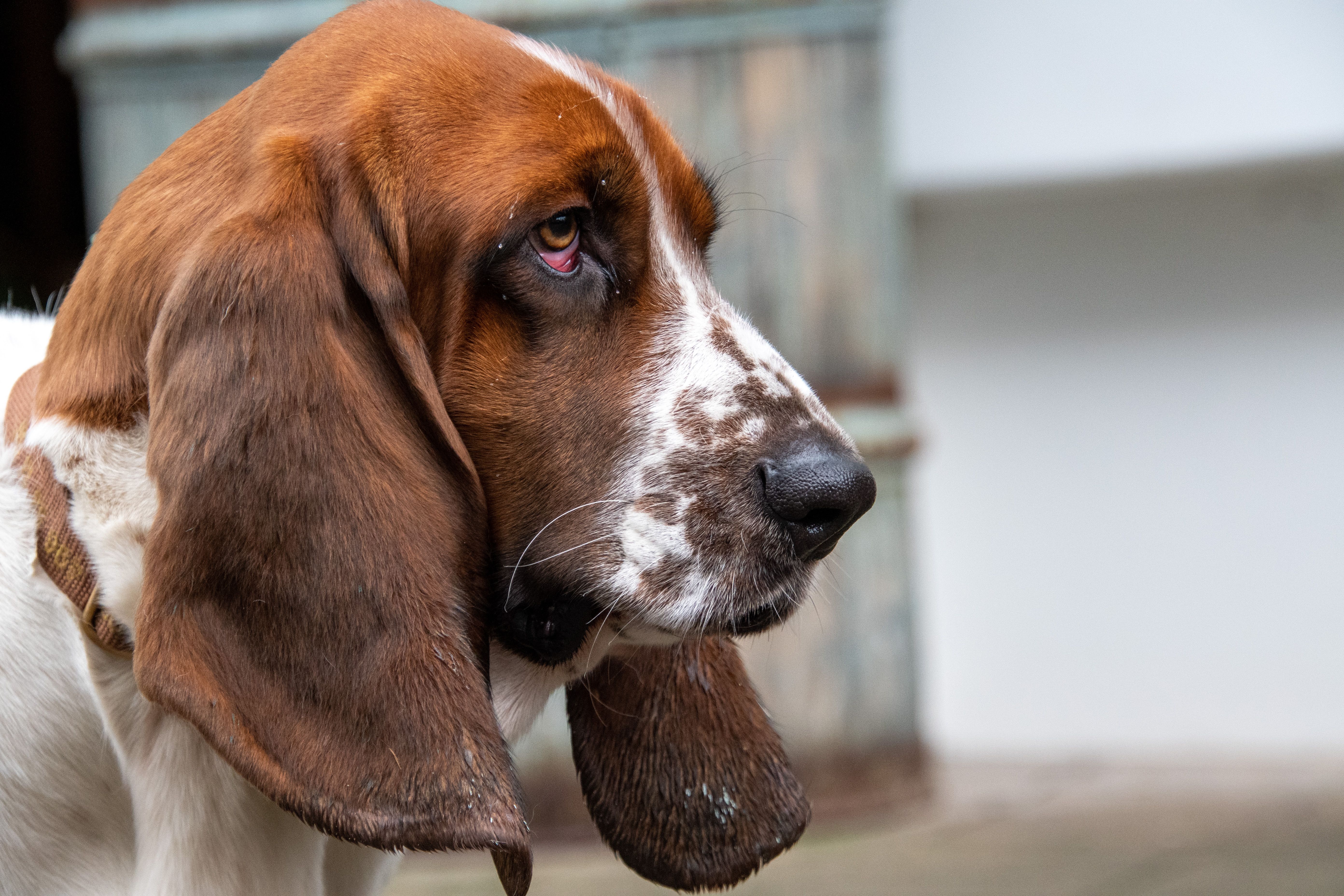 Gratis lagerfoto af @outdoor, bassethound, Bassethund Lagerfoto