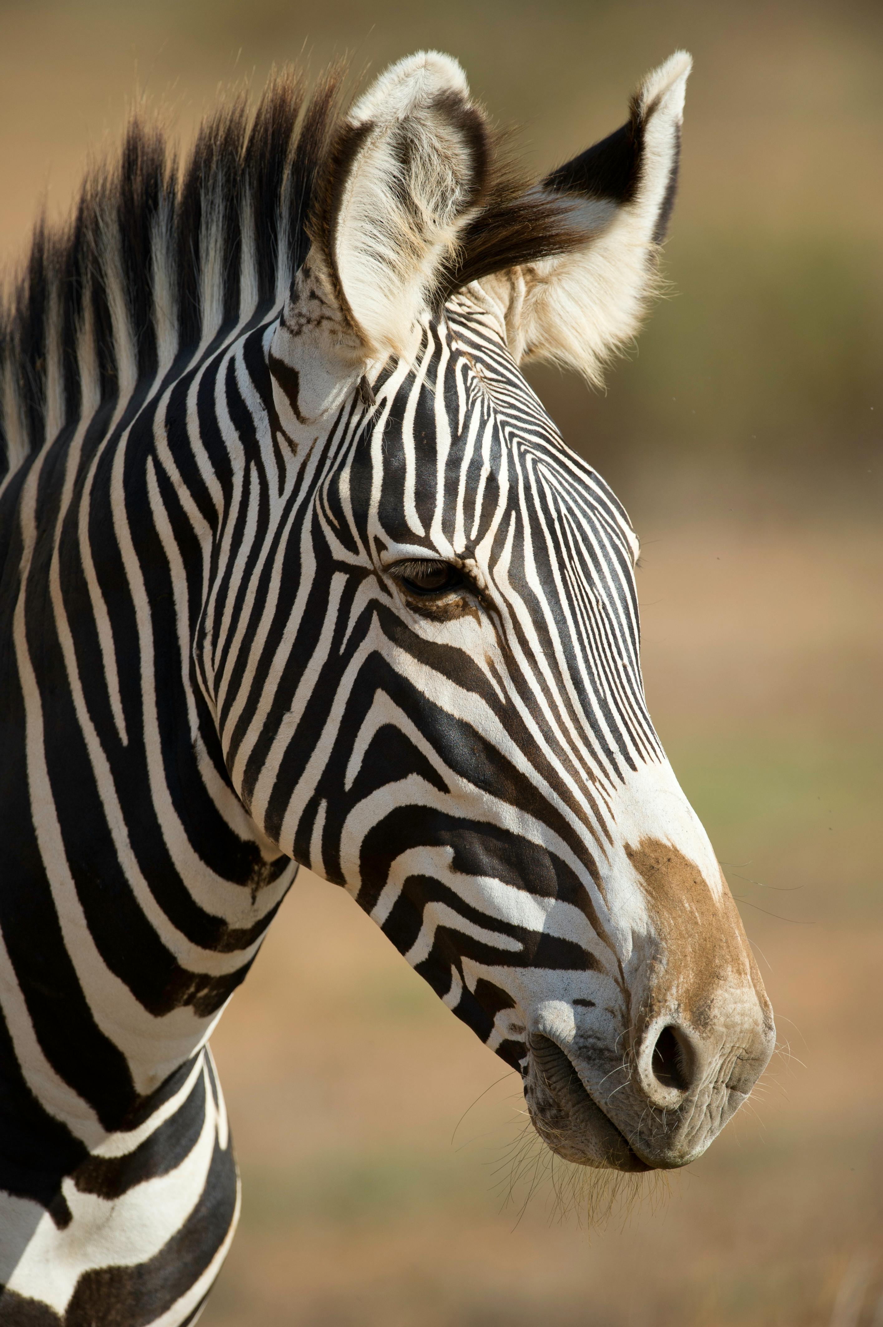 Zebra Photos · Pexels · Free Stock Photos