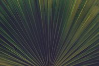 Palm Images