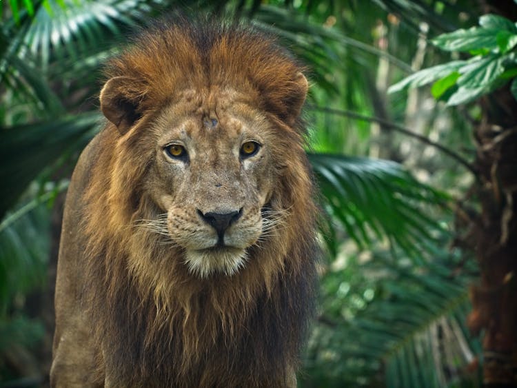 Close-Up Photo Of Lion