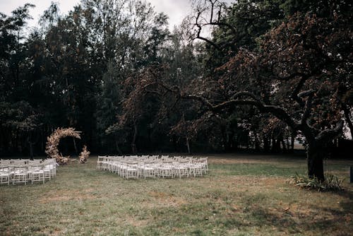 Fotos de stock gratuitas de arboles, asientos, Boda