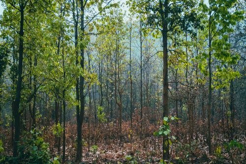Free Lush green forest scene transitioning from summer to autumn with sunlight filtering through the trees. Stock Photo