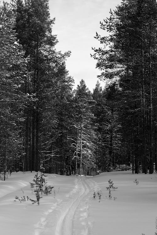 Trace on Snow in Forest