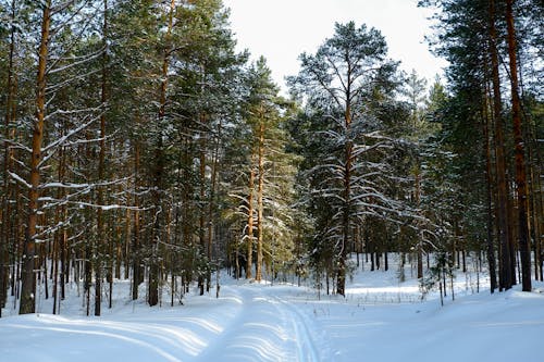 A Forest with Evergreen Trees in Winter